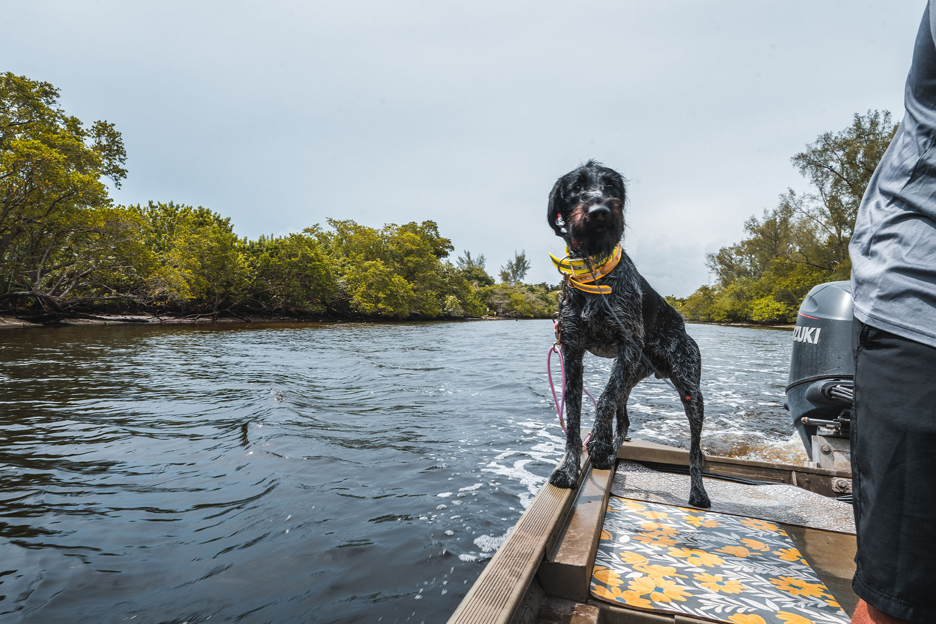 Dog On Boat