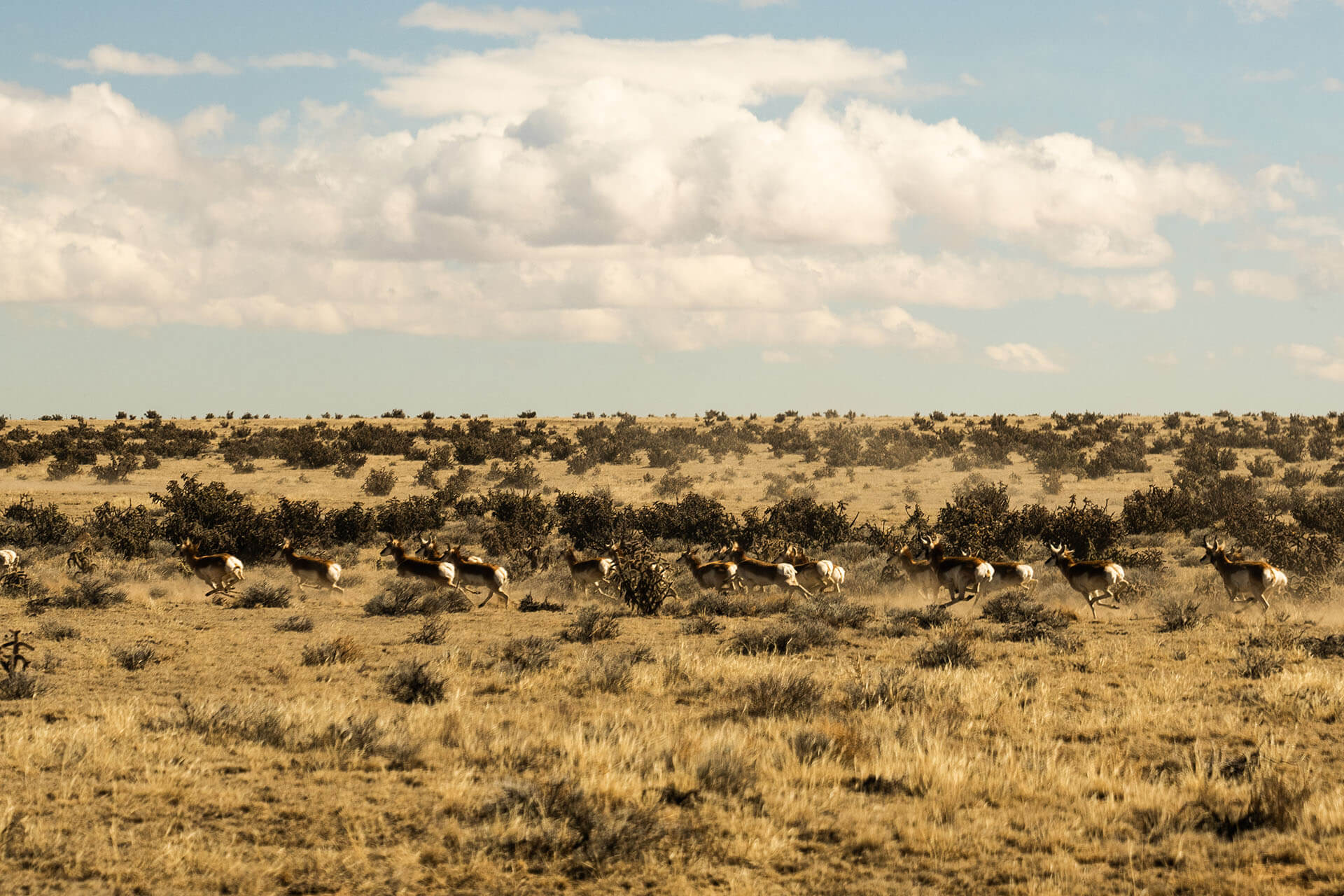 A herd of pronghorn antelope running at high speed across a dusty, wide-open desert plain under a cloudy sky.