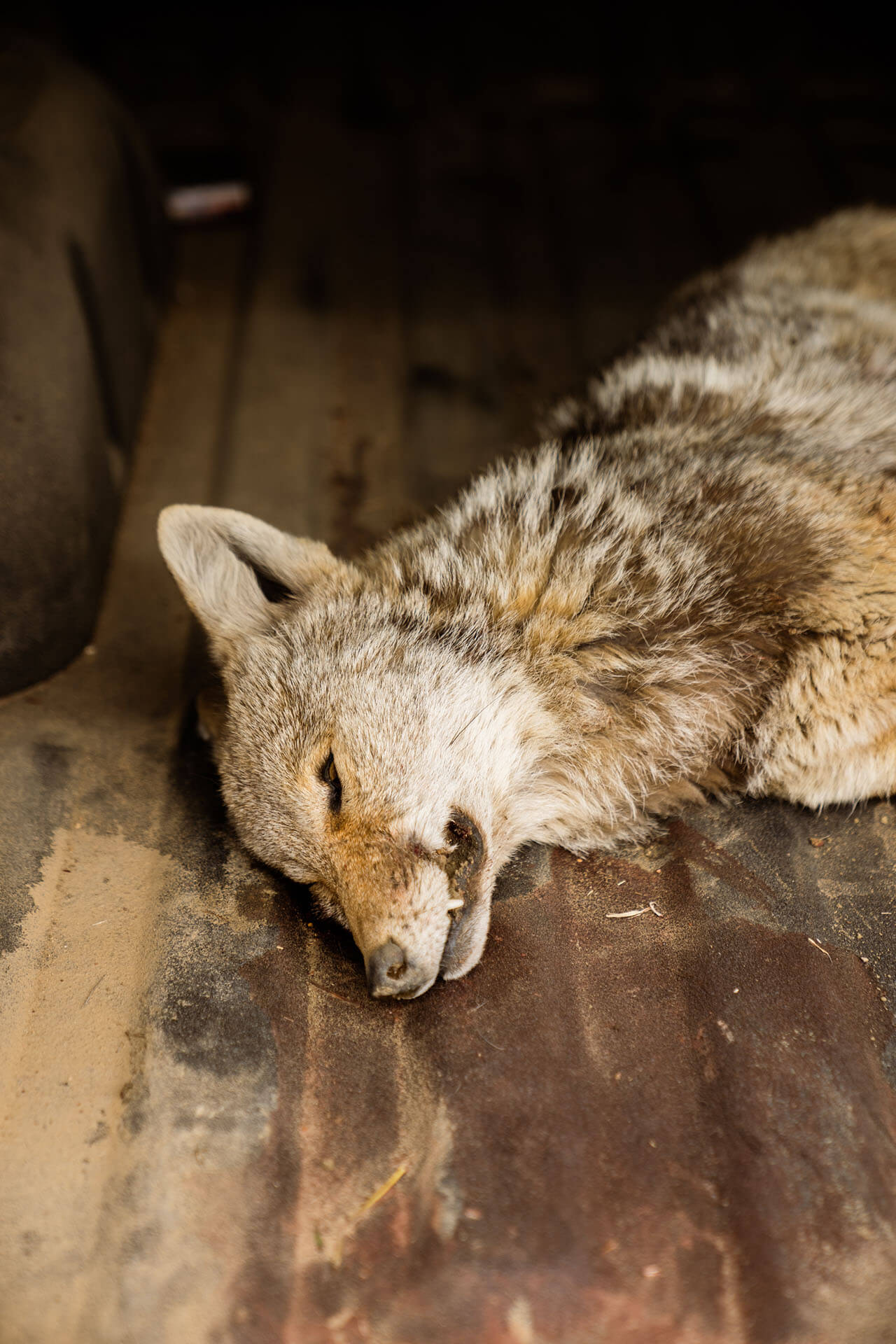 A harvested coyote lying flat in the bed of a pickup truck after a predator hunt.