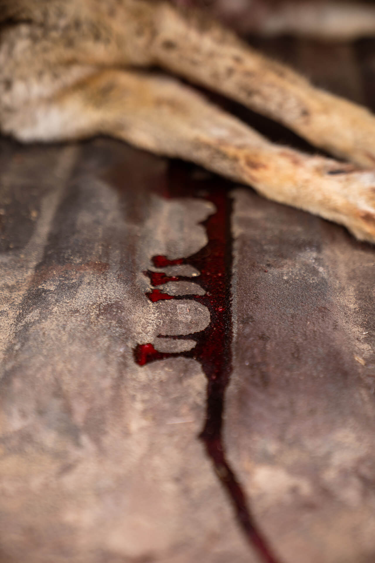 Close-up of a stream of fresh blood trailing across a textured metal surface with harvested animal legs blurry in the background.