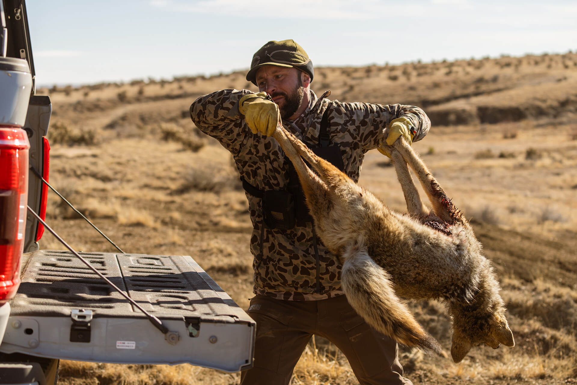 A hunter in camouflage and leather gloves lifting a harvested coyote into the open tailgate of a silver pickup truck.